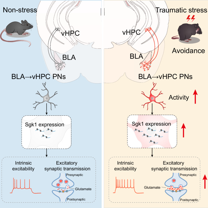 Sgk1 upregulation in hippocampus-projecting amygdala neurons underlies the  delayed onset of PTSD-like avoidance behavior | Nature Communications