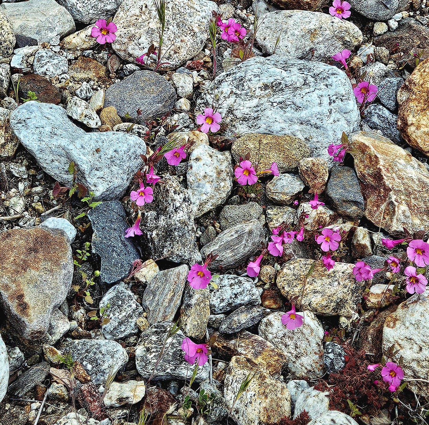 Photograph of monkeyflowers