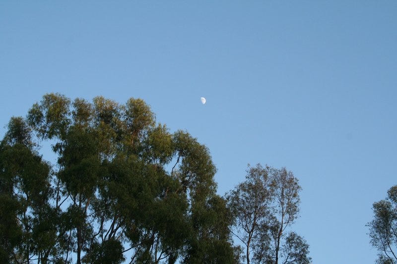A third-quarter moon over trees just before sunset.