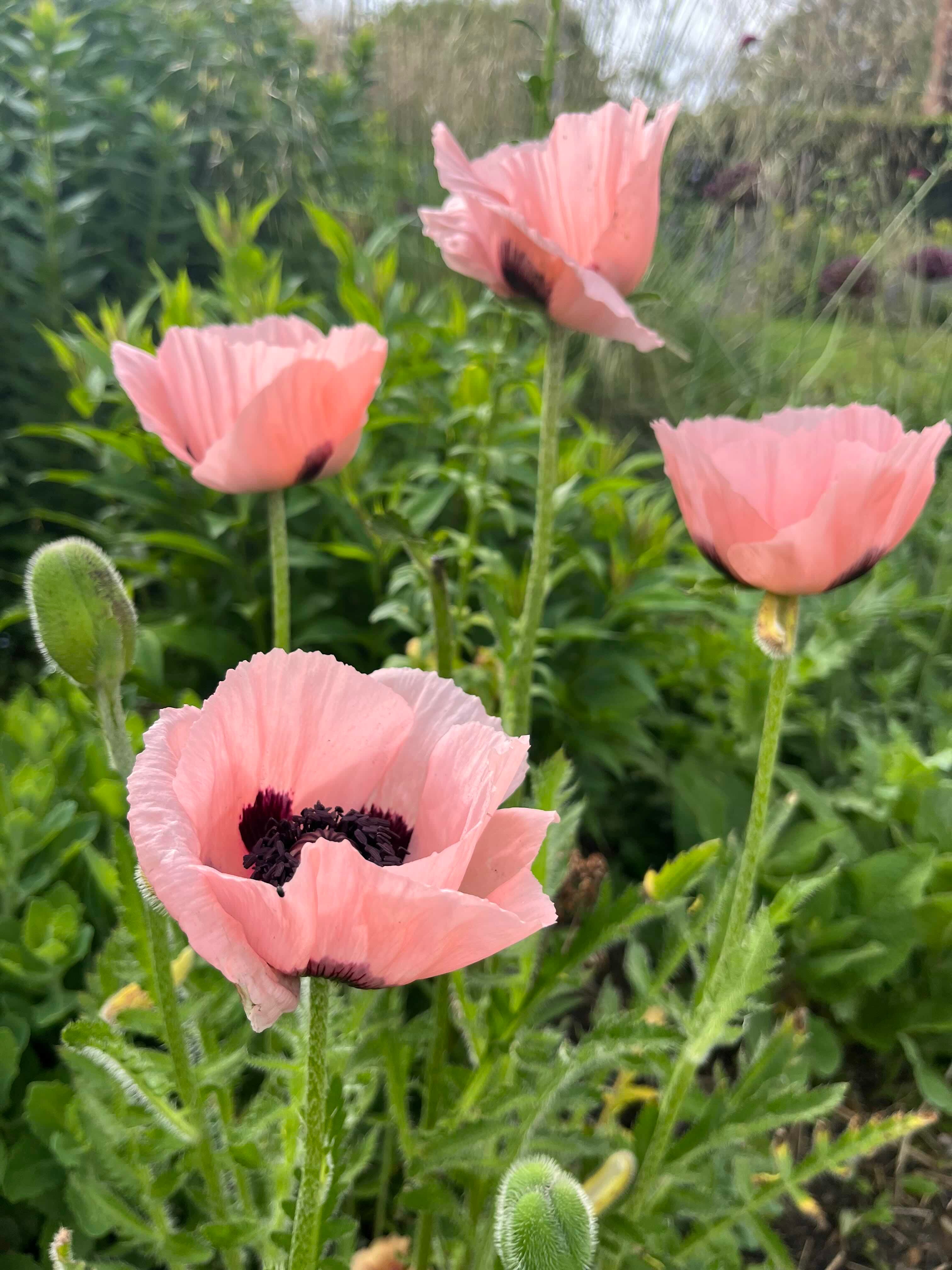 Poppy love - by Clare Foster - Bud to Seed, image size:3024x4032