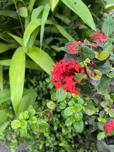 Tropical flowers colored light orange, purple, and red