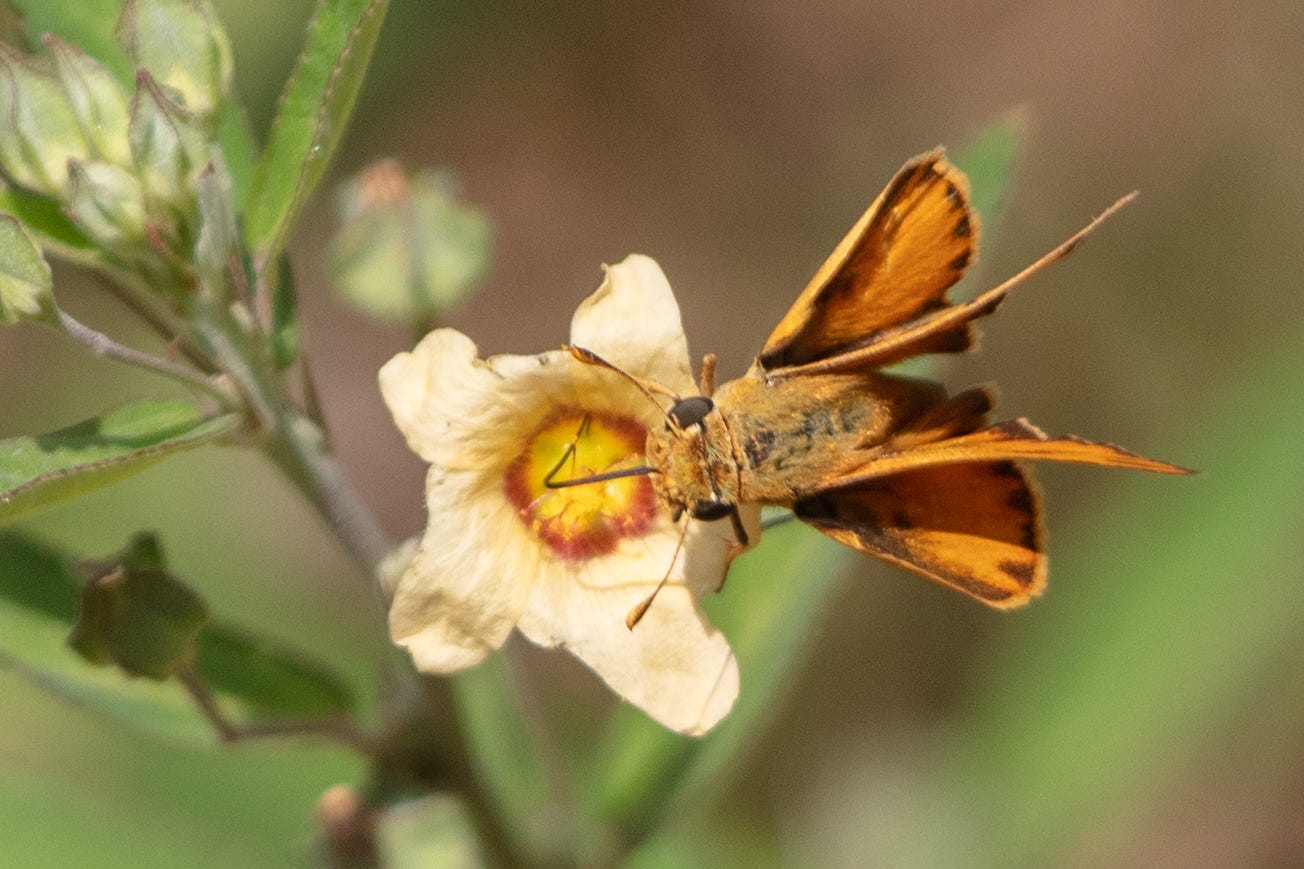 A small orange skipper butterfly (with a wide body and cute, blunt face) sticking its proboscis into the center of a pale pinkish-orange flower