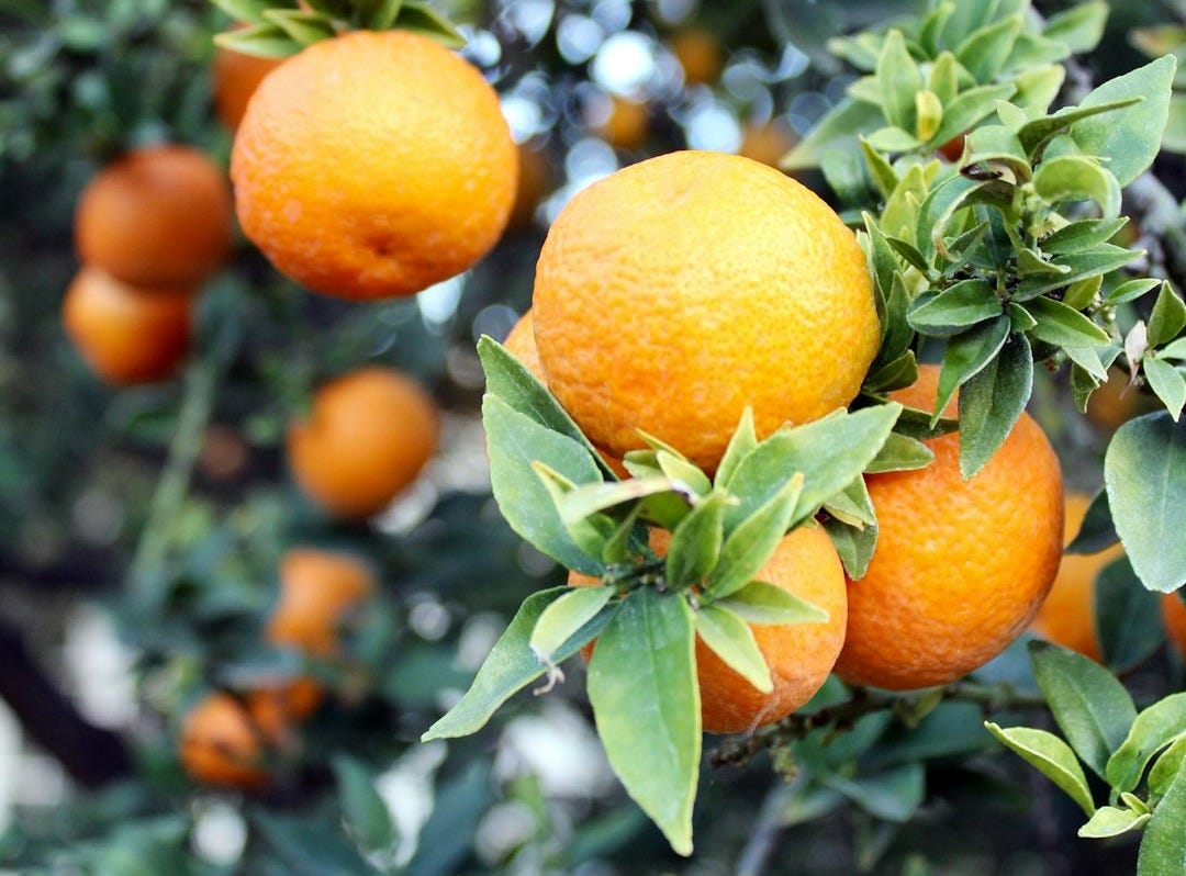 a tree filled with lots of ripe oranges