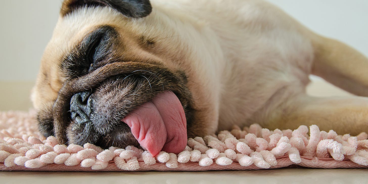 Why Do I Feel So Tired: Reasons You Feel Tired & Groggy | SleepScore Why Do I Feel So Tired: Reasons You Feel Tired & Groggy | SleepScore