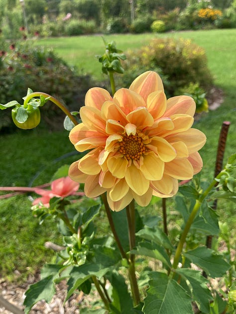 Seedling dahlias
