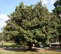Pachira aquatica - Wikipedia