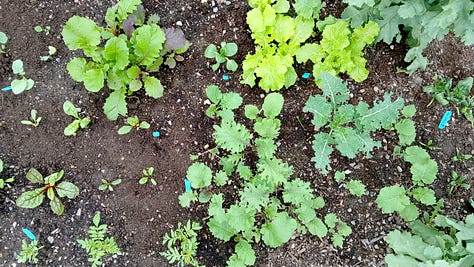 Seedlings in a vegetable garden