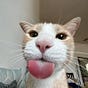 Bored Papaya's avatar