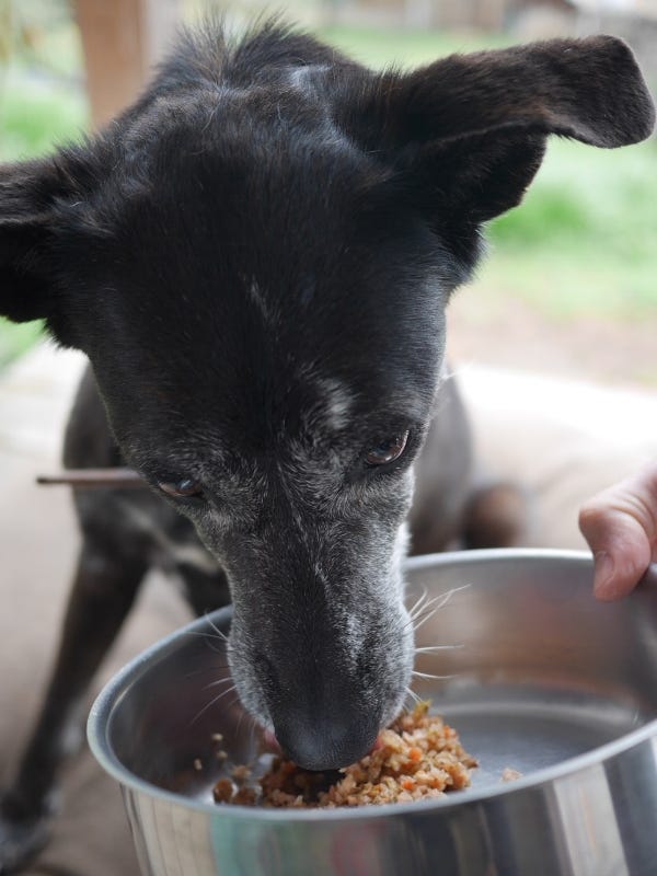 FUR-ments: Fermenting Vegetables for Your Pet's Gut Health — FermentWorks