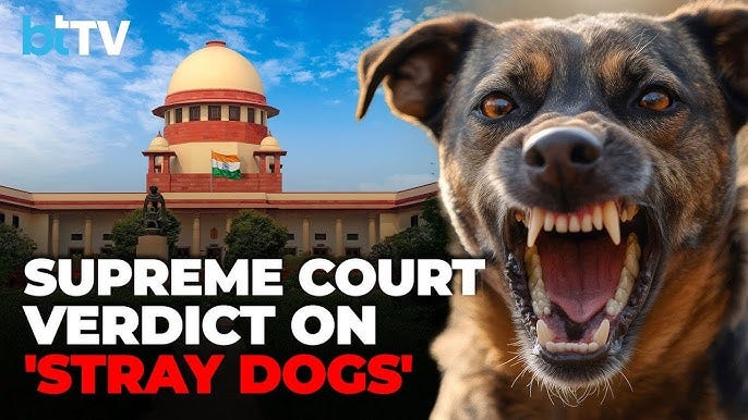 SC Order On Stray Dogs: Relocate Stray Dogs Around Delhi-NCR To Shelters &  Sterilize Them For Safety