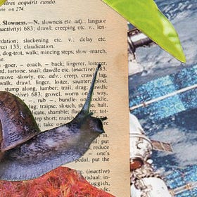 fast & slow | the tortoise & the hare