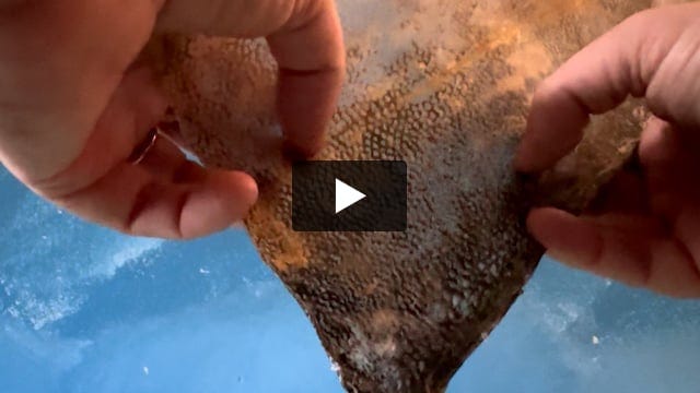 Fish parchment ASMR Fish parchment ASMR