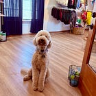 First Look: New Pawsh Pet and Expanded Elk Shed