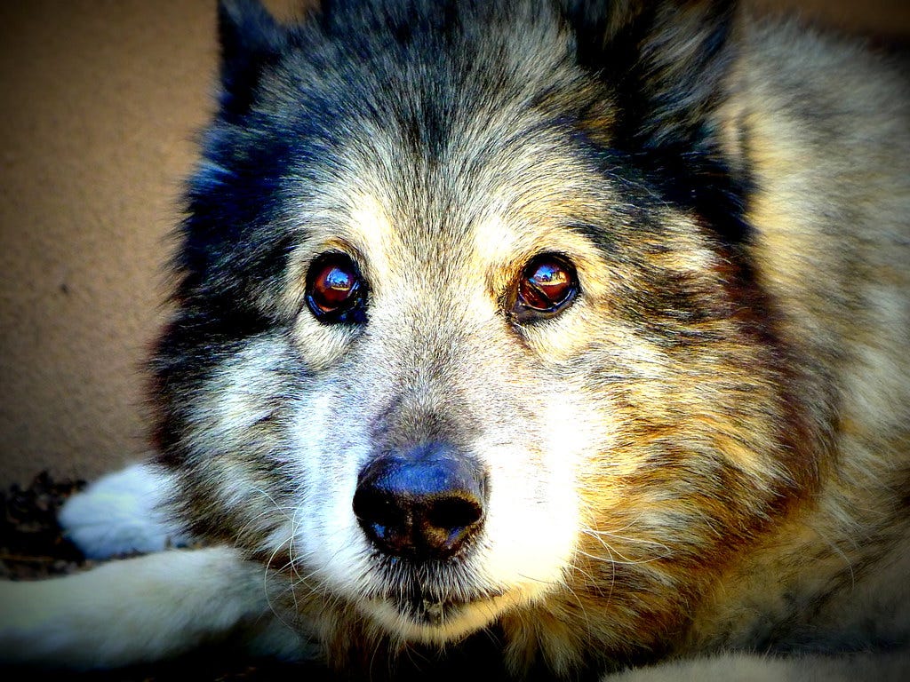 "Dog" by rmb3588photo is licensed under CC BY-NC 2.0 