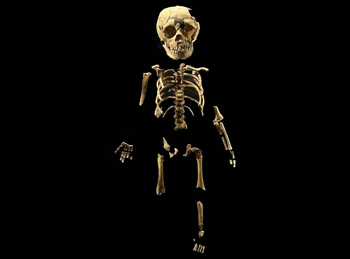 Infant fossil skeleton in a museum exhibit Infant fossil skeleton in a museum exhibit