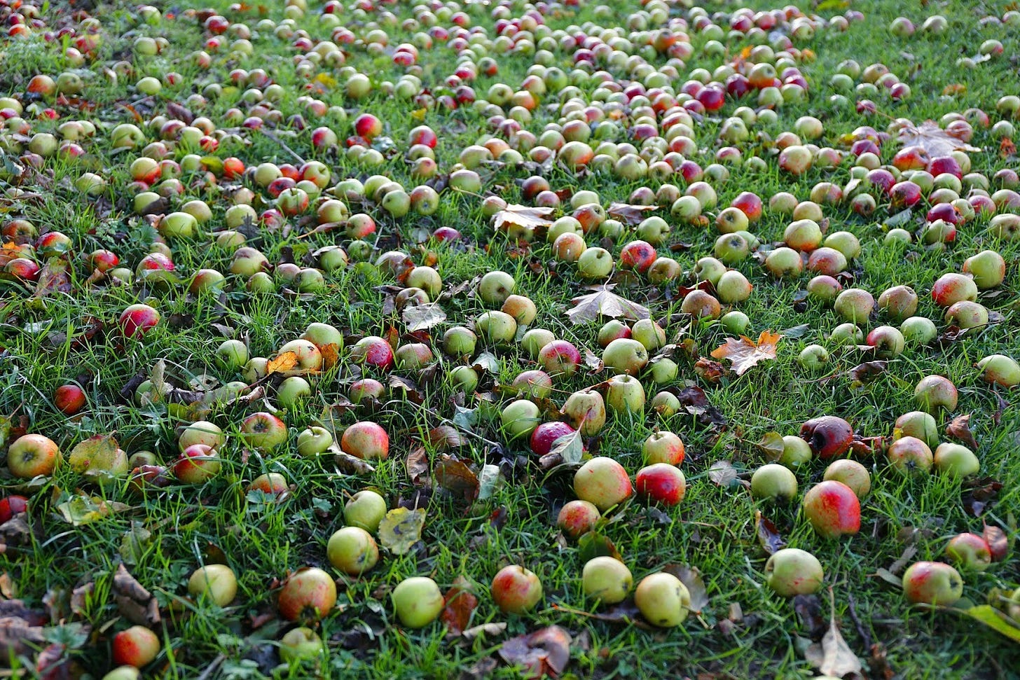 Ripe apples on the grass of an orchard