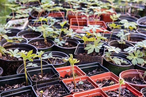 Spring Plants in Pennsylvania