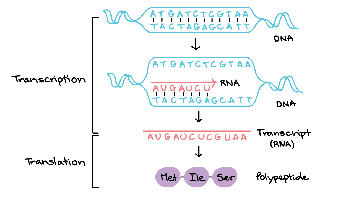 Transcription: an overview of DNA transcription (article) | Khan Academy Transcription: an overview of DNA transcription (article) | Khan Academy