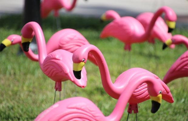 Flamingo rosa de plástico: Como nasceu o adereço kitsch de jardim mais  famoso do mundo - FTCMag