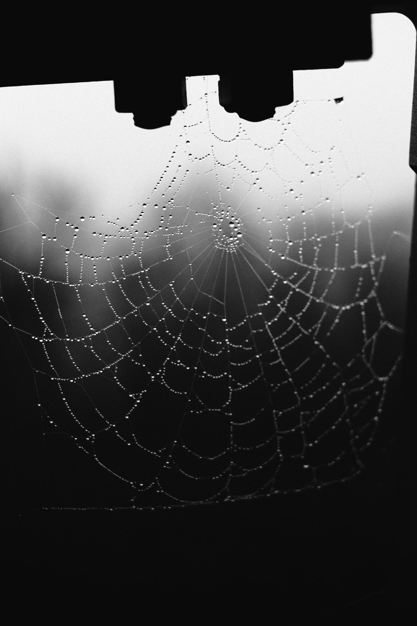 Spider Web