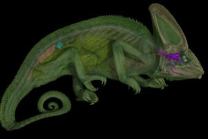 Scientists have discovered coiled optic nerves in chameleons, a trait not known to exist in any other lizard and one that is rare among all animals.