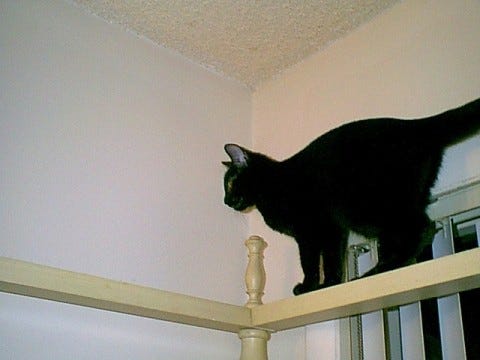 Gizmo_Cats'_Tails Gizmo_Cats'_Tails