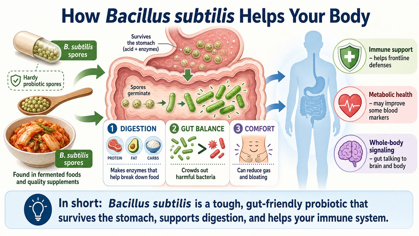 Educational infographic showing how Bacillus subtilis spores travel to the gut and support digestion, gut balance, and immunity.