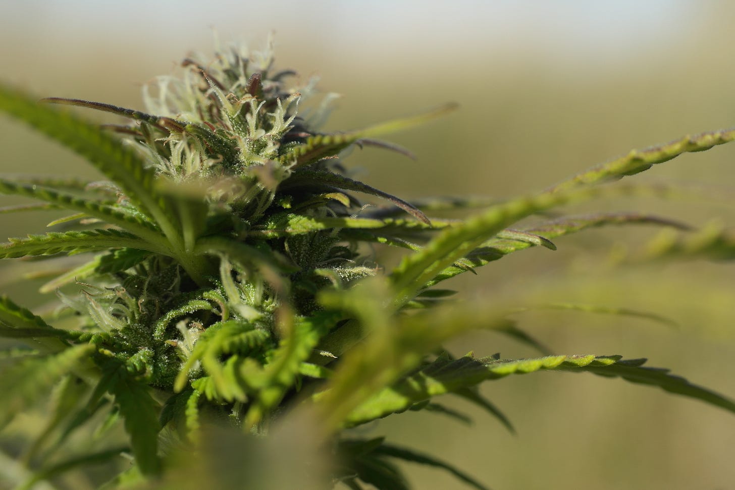 Cannabis (drug) - Wikipedia