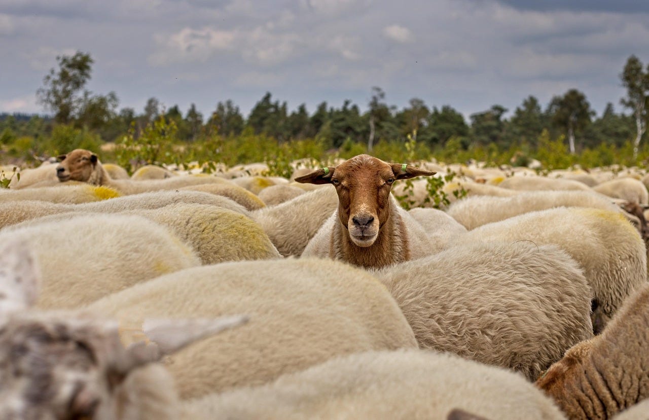 Free Herd Of Sheep Sheep photo and picture