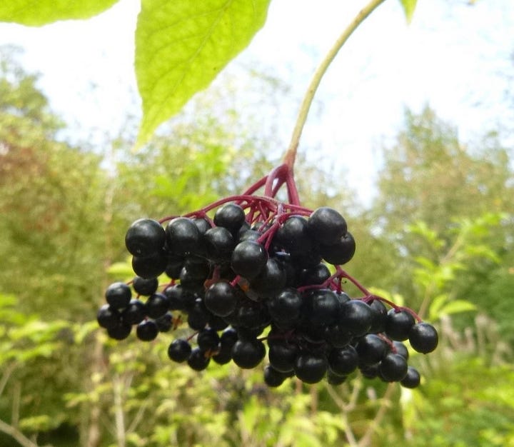 dark purple elderberries in a bunch and brown paper bags in a chest freezer