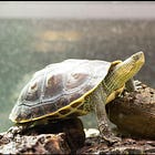 帰る場所がなくなった。ハナガメという亀