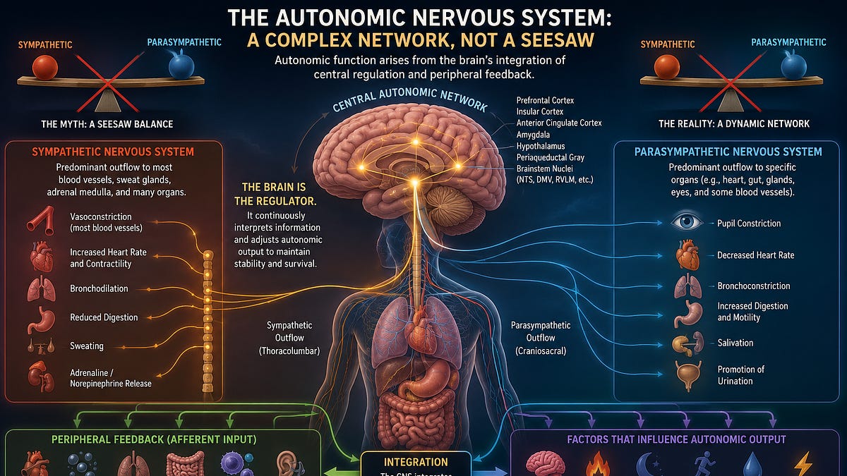 Autonomic Nervous System Controls