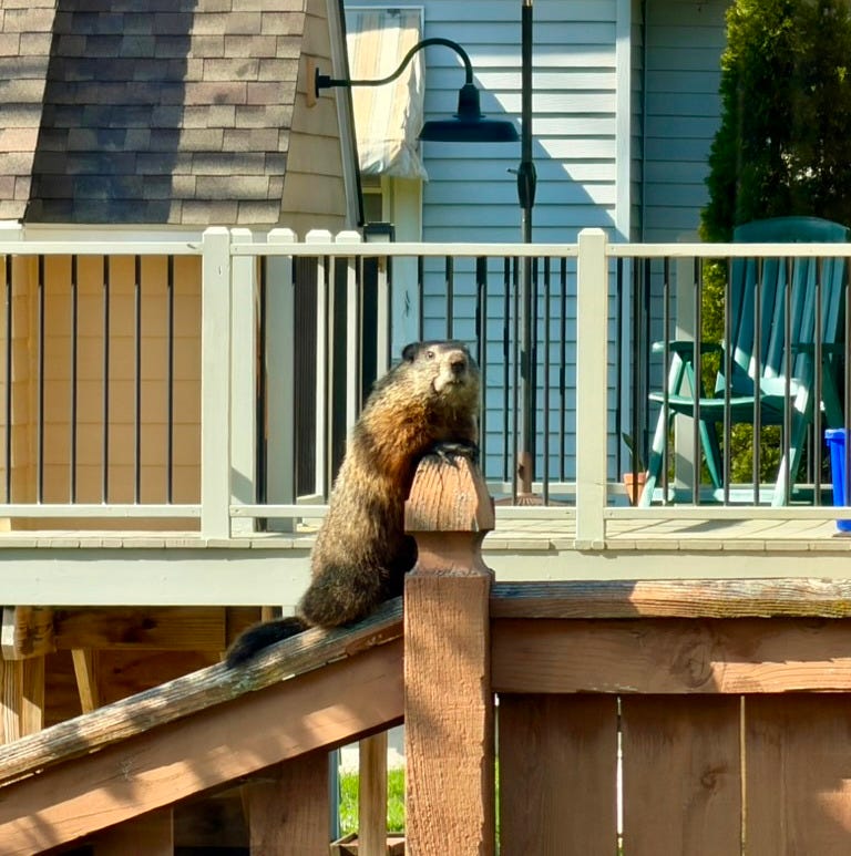 A groundhog yearling confidently perches atop our 5' tall wooden fence
