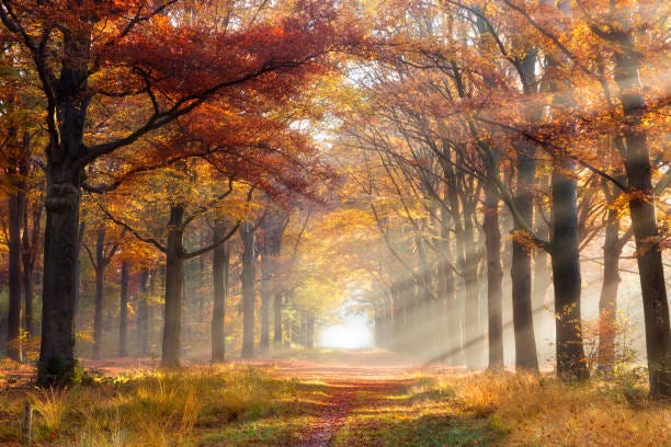 365,800+ Autumn Forest Trail Stock Photos, Pictures & Royalty-Free Images - iStock 365,800+ Autumn Forest Trail Stock Photos, Pictures & Royalty-Free Images - iStock
