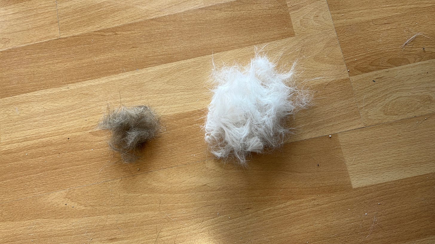 A foto mostra um dois tufos de pelos de gatos sobre um chao de madeira. À esquerda, um tufo marrom, e à direita, um tufo branco com quase o triplo do volume