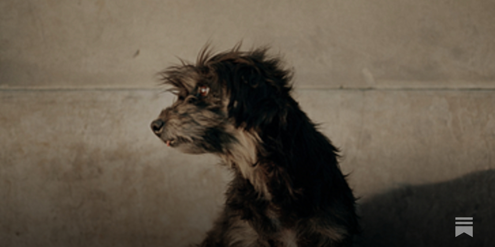 Alec Soth - by Bailey Richardson - Art Dogs