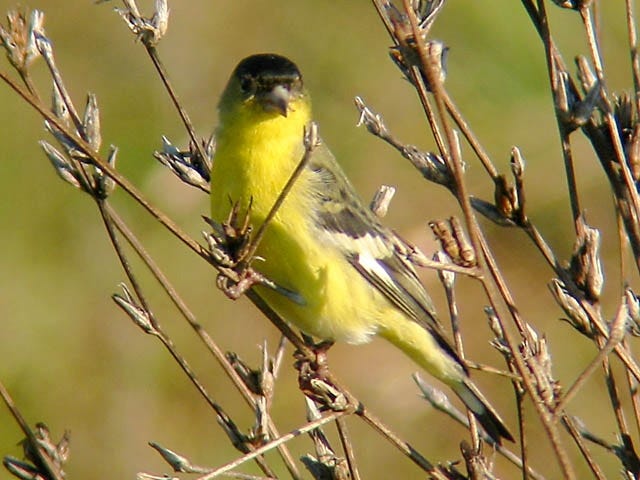 IMG_5781_lesser_goldfinch_crop1