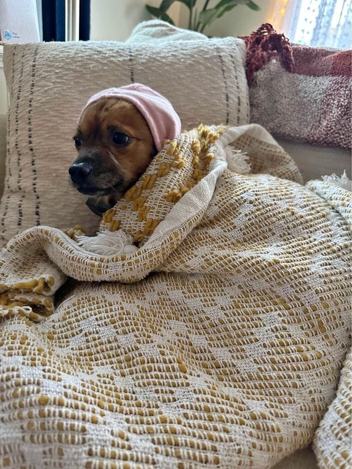 Product photo of farmers dog frozen