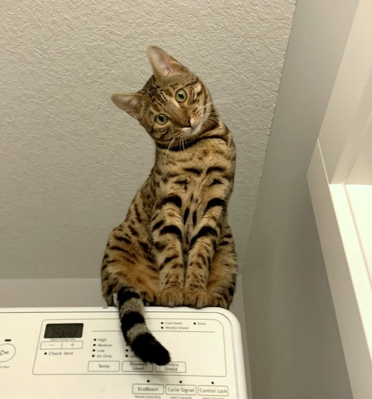 Nezuko, a brown short-haired cat with black markings and green eyes, is perched on top of the washer and looking down with her head cocked to one side Nezuko, a brown short-haired cat with black markings and green eyes, is perched on top of the washer and looking down with her head cocked to one side
