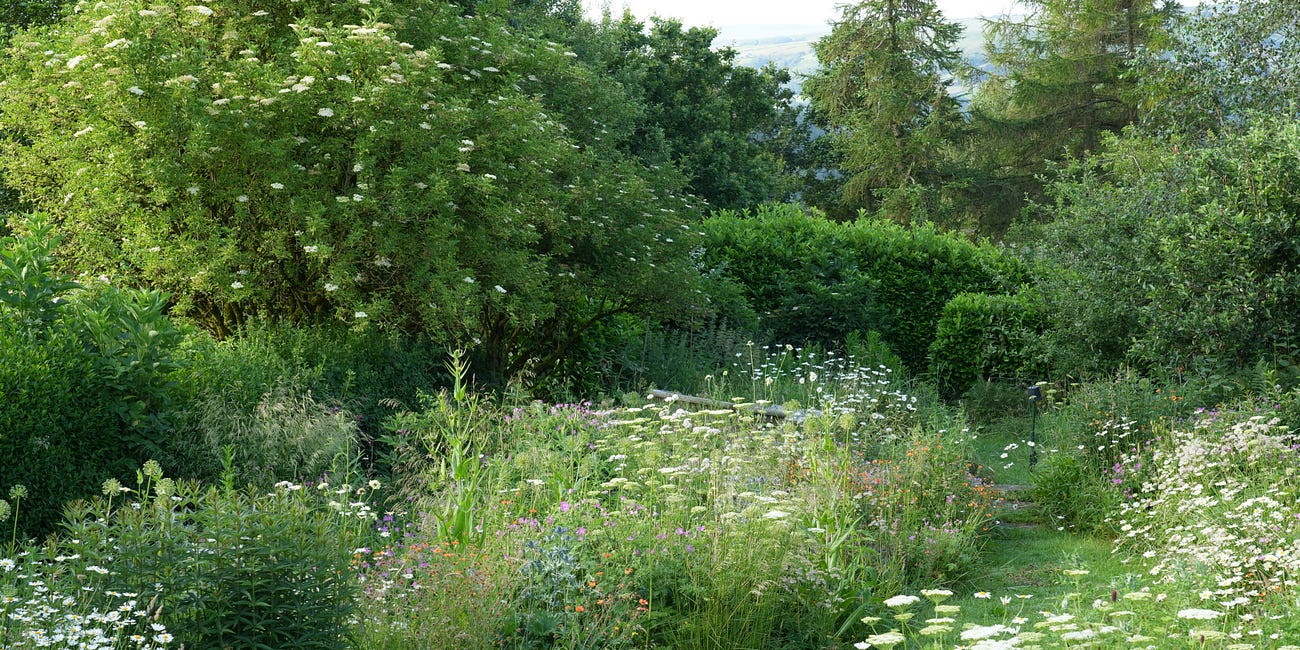 10 plants that bring order to an unkempt garden