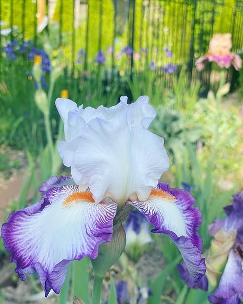 A collection of Bearded Iris in their own bed 