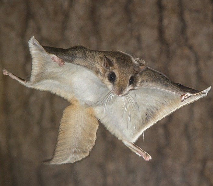 flying squirrel pin fluorescence flying squirrel pin fluorescence