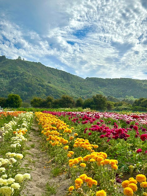 images of fields, flowers, trees, sand, ocean, mountains, natural beauty