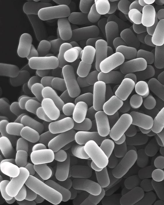 secularheretic.substack.com - Kyle Young - microbes, glyphosate, fertilizer, famine and pillbugs