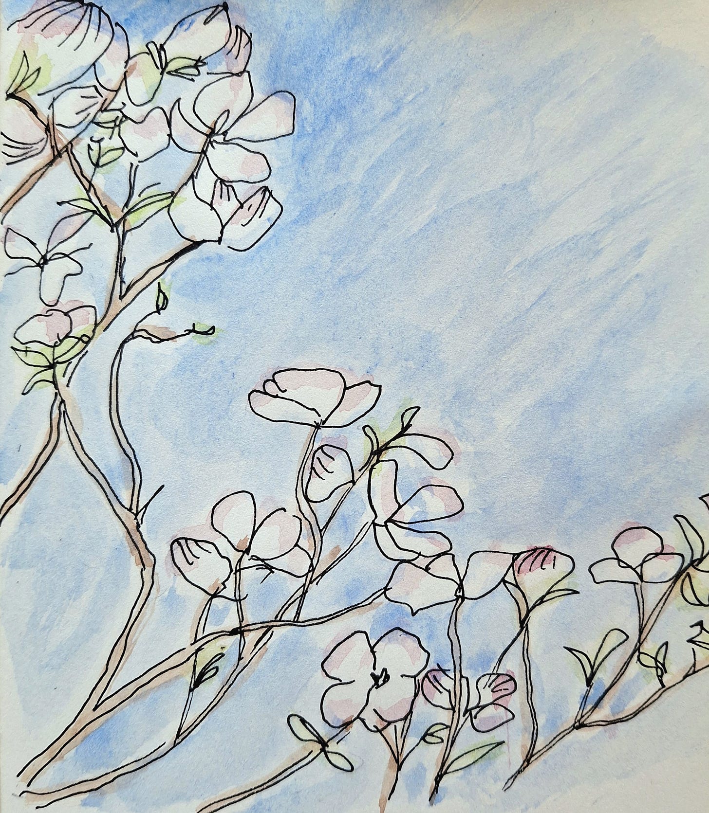 Pen and ink and water colour sketch of pink and white cherry blossom with new green leaves set against a blue sky