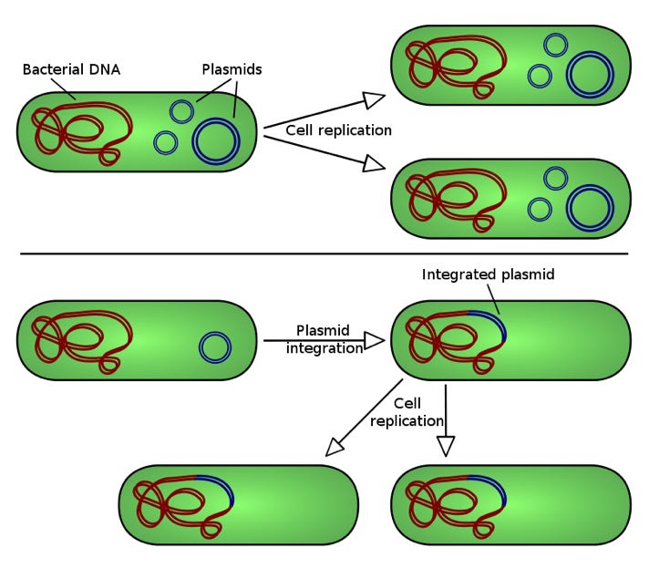 clownbasket.substack.com