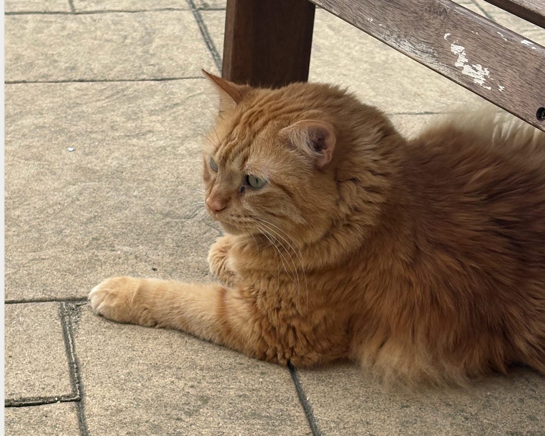 orange floof sitting on patio under chair orange floof sitting on patio under chair