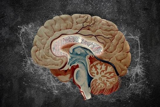 Atlas of the brain's striatum could guide researchers to new drug treatments | MIT News | Massachusetts Institute of Technology