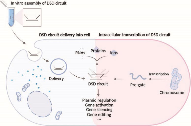 Intracellular DNA Driven Nanomachines