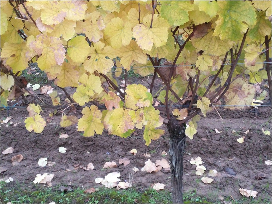 You've been Cluster Plucked, Vintage 2023!
